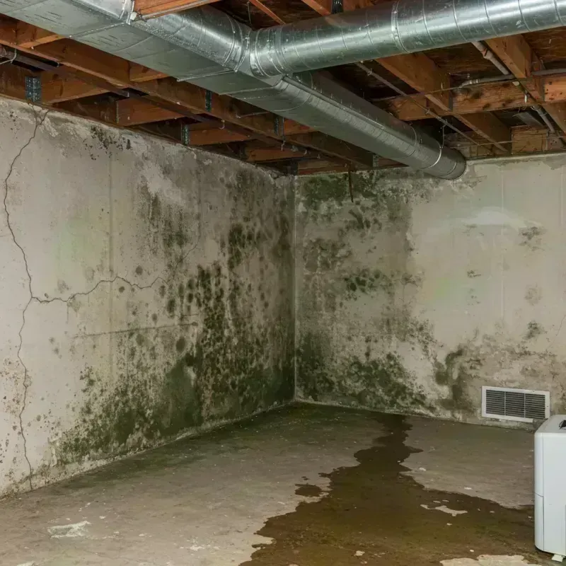 Professional Mold Removal in Romney, WV